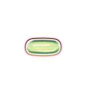 251
