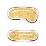 010
