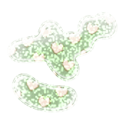 061