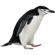 004