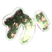 006