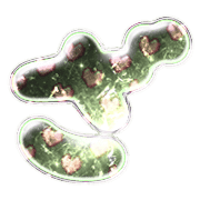 061