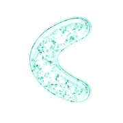 008