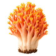 006