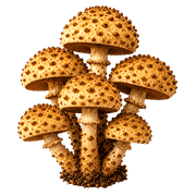 033