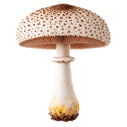 036