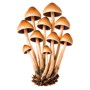 040