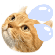 004