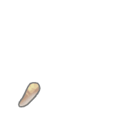 245