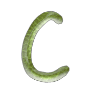 003