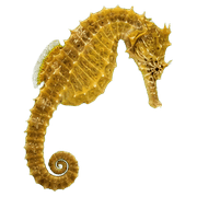 006