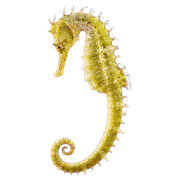 036