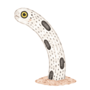 036