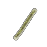 105