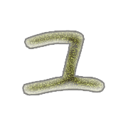117
