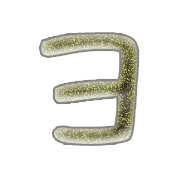 118