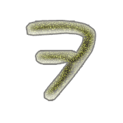 125