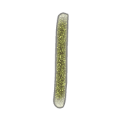 199