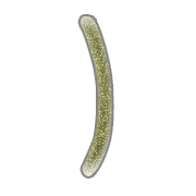 235