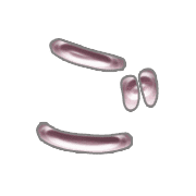060