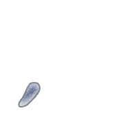 245