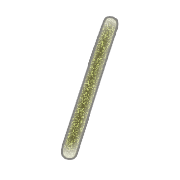 086