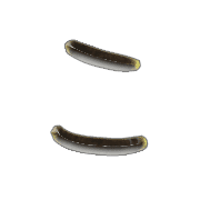 010