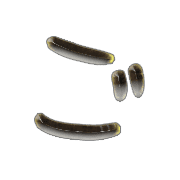 060