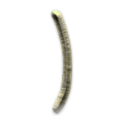 074