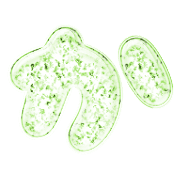 006