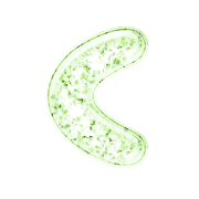 008