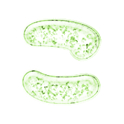 010