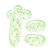 016