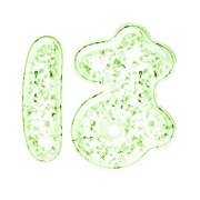 026