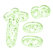 066