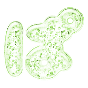 076