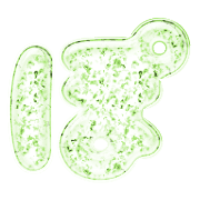 080