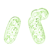 151