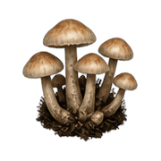 017