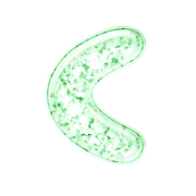 008