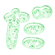 066