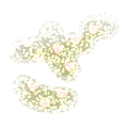 061