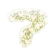 081