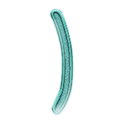 074