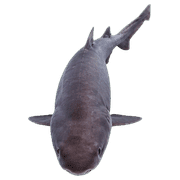 017