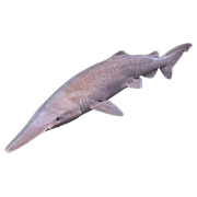 020