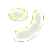 126