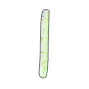 038