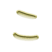 010
