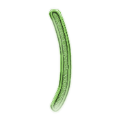 235
